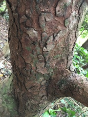 Cinnamomum parthenoxylon