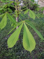 Ohio-Rosskastanie (Aesculus glabra): Herkunft und Verwendung — Foto 3