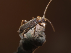 Phymatodes lividus