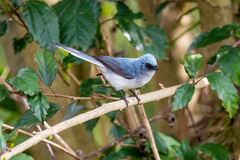 Elminia albicauda