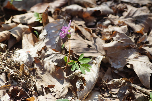 Corydalis caucasica, photograph 5