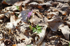evgeniq_benihanov, CC BY, iNaturalist via GBIF Corydalis caucasica, photograph evgeniq_benihanov, CC BY, iNaturalist via GBIF