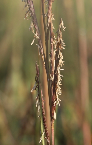 Sporobolus townsendii, 2016-05-13