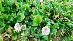 Trifolium repens