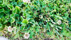 Trifolium repens