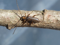 Phymatodes lividus