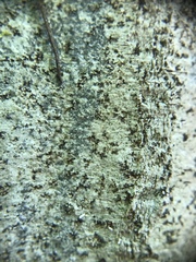 Arthonia rubella