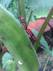 Dysdercus cingulatus