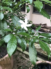 Tabernaemontana divaricata