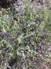 Barleria lancifolia