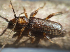 Phymatodes lividus