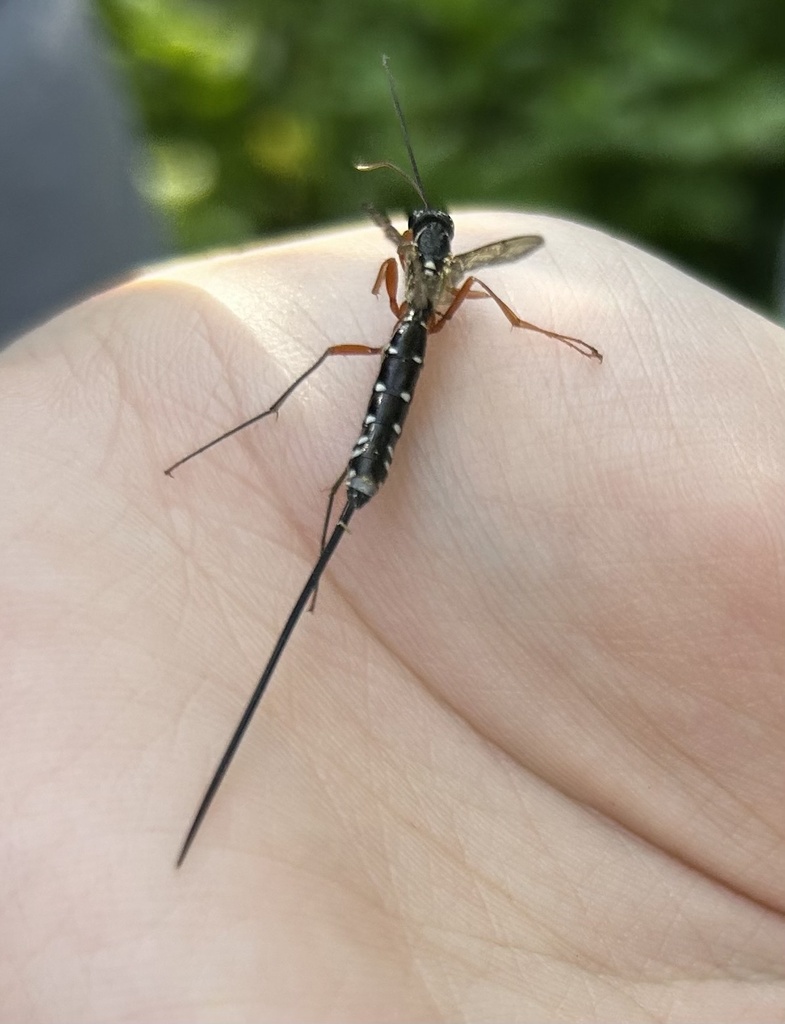 Sabre Wasp from Botanikus kert, Cluj-Napoca (Kolozsvár), Cluj (Kolozs ...