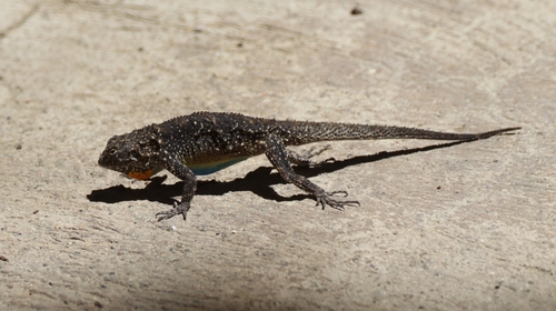 Tropical tree lizard