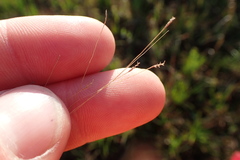 Eragrostis elliottii