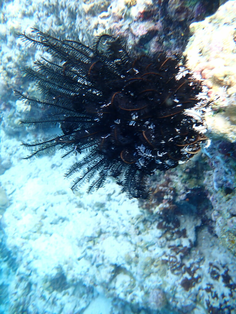 Bottlebrush Feather Star