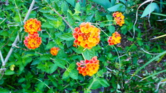 Lantana