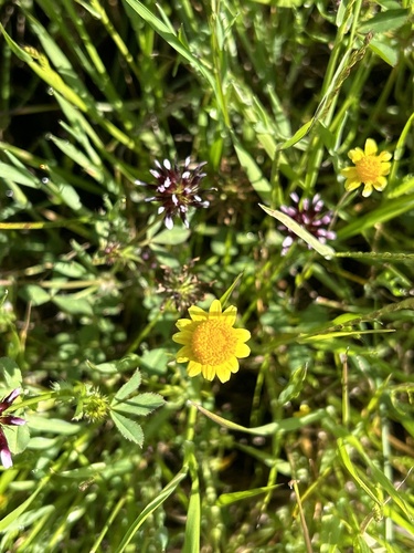 iNaturalist observation photo of California goldfields