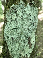 Pertusaria ostiolata