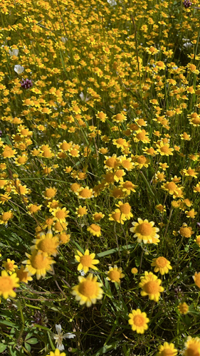 iNaturalist observation photo of California goldfields