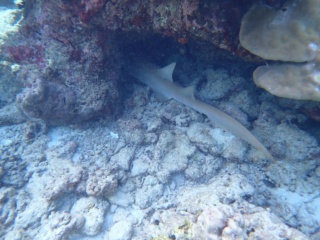 Tawny nurse shark sheltering under a coral overhang