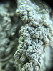 Pertusaria ostiolata