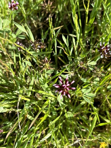 iNaturalist observation photo of white-tipped clover