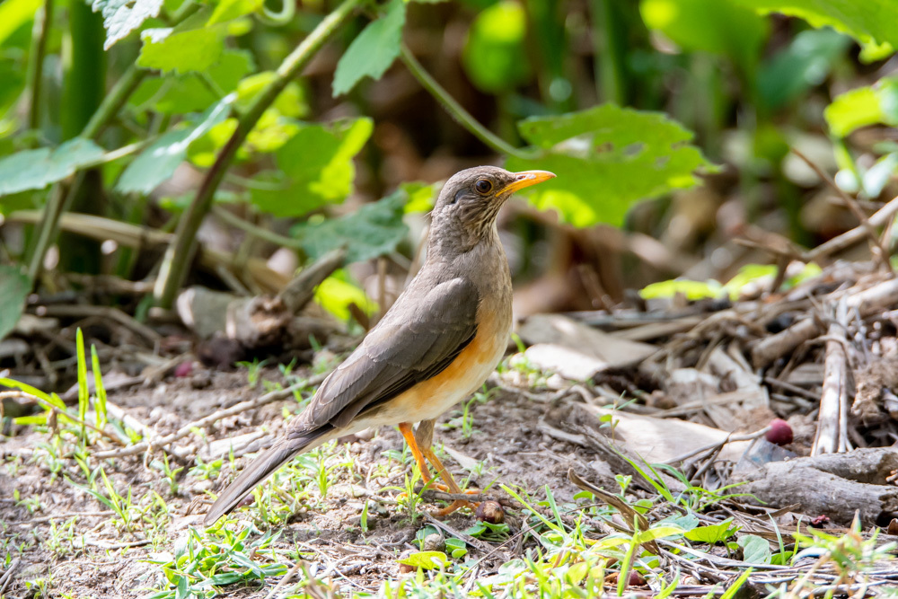 African Thrush