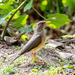 Turdus pelios - Photo (c) Nadja Kickinger,  זכויות יוצרים חלקיות (CC BY-NC), הועלה על ידי Nadja Kickinger