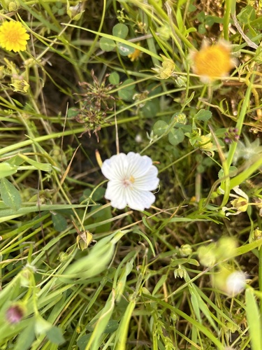 iNaturalist observation photo of Douglas' meadowfoam