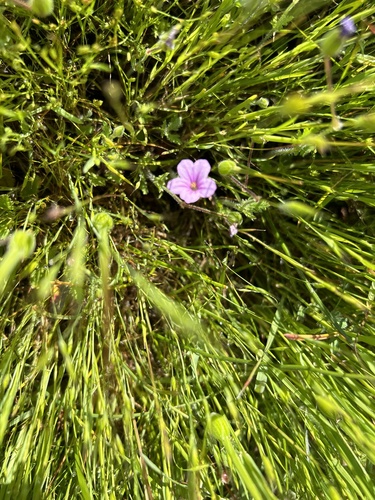 iNaturalist observation photo of Mediterranean Stork's-bill
