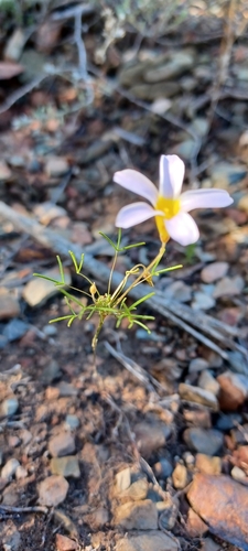 Image of Oxalis burkei by (c) Danie Palm, some rights reserved (CC BY)