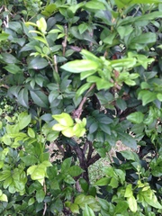 Ligustrum japonicum