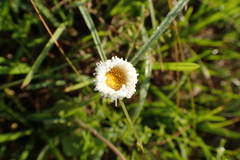 Erigeron procumbens