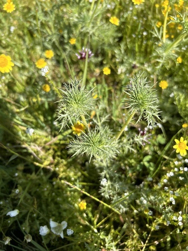 iNaturalist observation photo of Coyote-thistle