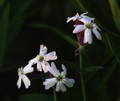 Silene repens