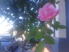 Rosa
