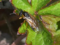 Athalia cordata