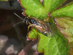 Athalia cordata
