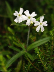 Silene repens