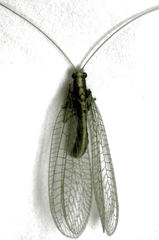 Mallada basalis