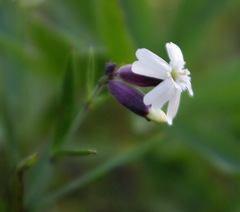 Silene repens