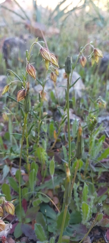 Helianthemum aegyptiacum (Helianthemum aegyptiacum)