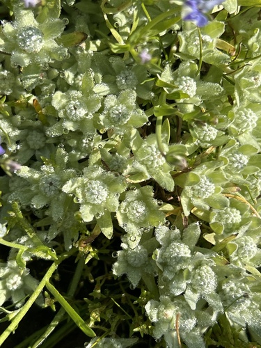 iNaturalist observation photo of low woolly marbles