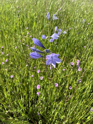 iNaturalist observation photo of Ithuriel's Spear