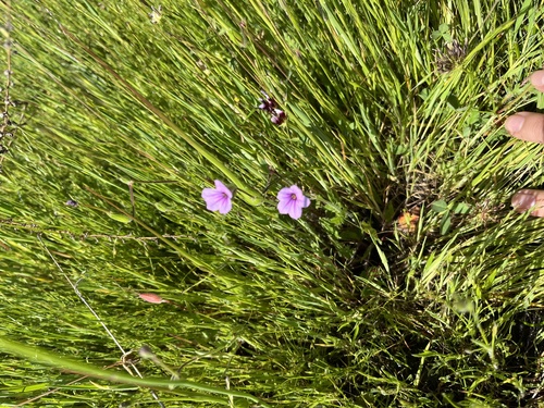 iNaturalist observation photo of Mediterranean Stork's-bill