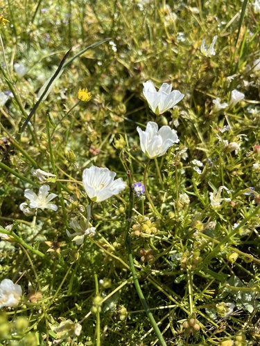 iNaturalist observation photo of Meadowfoams
