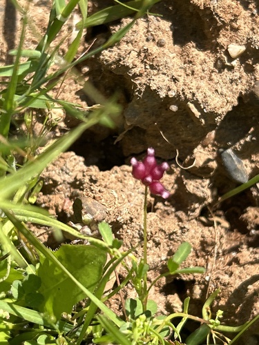 iNaturalist observation photo of cowbag clover