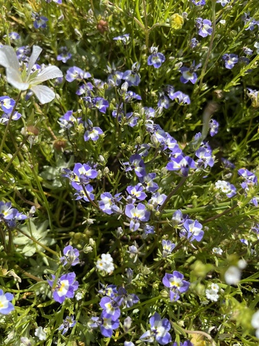 iNaturalist observation photo of Doublehorn Calicoflower