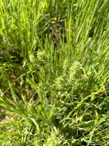iNaturalist observation photo of valley tassels