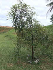 Plagianthus regius